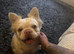 Fluffy French Bulldog