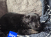 German shepherd puppies