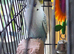 Budgie and Cage