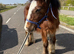 Stunning mare cob 8 mths old well marked