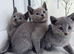TICA pedigree Russian Blue kittens