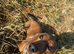 Miniature dachshund