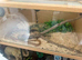 Young corn snake