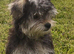 Beautiful Female Yorkshire Terrier Puppy
