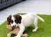 Gorgeous Chunky ESS Boy Pup