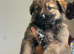 German Shepherd Puppy