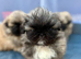 Stunning kc reg pekingese puppies