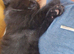 Ragdoll Mix kittens. Possible delivery