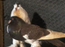 2 pairs  of pouter pigeons