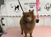 Pomeranian (Girl)