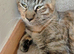 Mix breed female cat