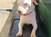 Pure white jack russel female
