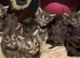 Pure Maine coon kittens