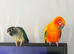 Hand tame sun conure and turquoise conure