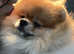 Pomeranian available for stud