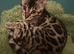 TICA reg Bengal kittens ready now for new homes