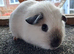 Himalayan Guinea Pig Female