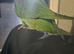 Beautiful Hand-Reared Baby Parrot &ndash; Ready for a Forever Home