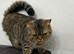 British shorthair mum Persian dad