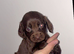 Beautiful cockapoo puppies