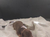miniature dachshund puppies