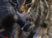Female kitten for sale or nearest offer