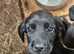 Springador Puppies READY NOW