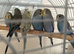 Baby Budgies 2 for &pound;50