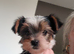 Biewer Pups Pedigree