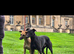 Black whippet  stud