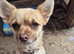 Smooth coat Chihuahua