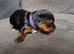 Yorkshire Terrier puppies