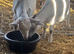 6 month old Pygmy wethers