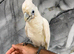 Friendly Baby HandReared Super Tame Cuddly Ducorps Cockatoo Parrot,15