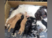 Cockapoo Puppies