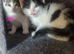 Gorgeous kittens ready for new forever loving homes