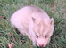 Gorgeous Siberian Husky puppies