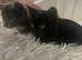 1 Beautiful 12 Week Old Female BSH Left!