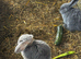 3 mini loo eared boy rabbits avilable