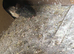 Cortex quail