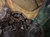 Ball python