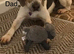 Beautiful beagle puppies for sale