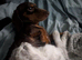 2yr mini dashhound KC registered