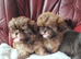 Shih Tzu Puppies Ready to go to New Homes