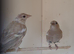 4 hen chaffinch mutation