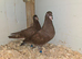 Chocolate Melueman Racing Pigeon RPRA Rung 2026