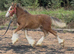 Adorable Bay Filly