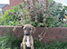 Beautiful whippet puppies for sale