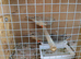 Baby Zebra finches