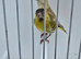 BEAUTIFUL PROVEN PAIR OF YELLOW PASTEL SISKIN
